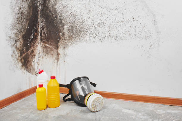 Best Insurance-Related Mold Remediation in Bosque Farms, NM