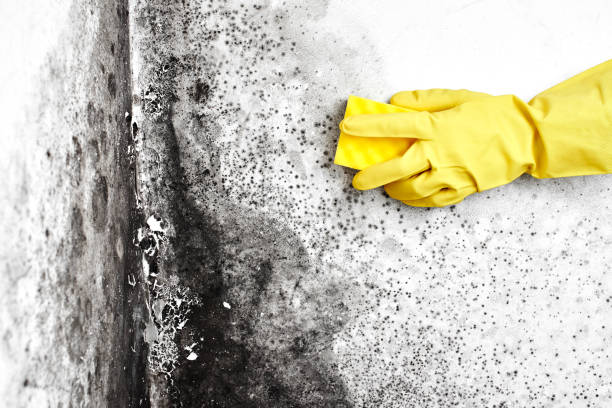 Best Commercial Mold Remediation in Bosque Farms, NM