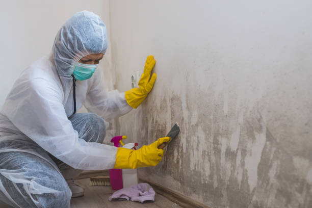 Best Crawl Space Mold Remediation in Bosque Farms, NM