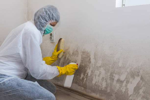 Best Attic Mold Remediation in Bosque Farms, NM