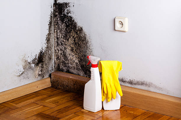 Best Residential Mold Remediation in Bosque Farms, NM