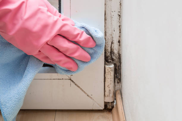 Best Emergency Mold Remediation in Bosque Farms, NM