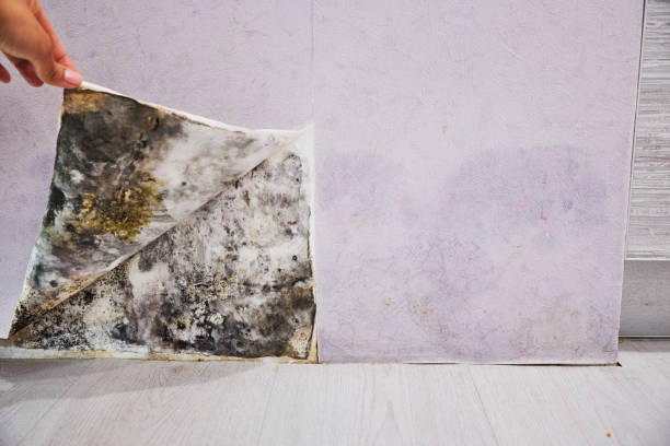 Best Basement Mold Remediation in Bosque Farms, NM